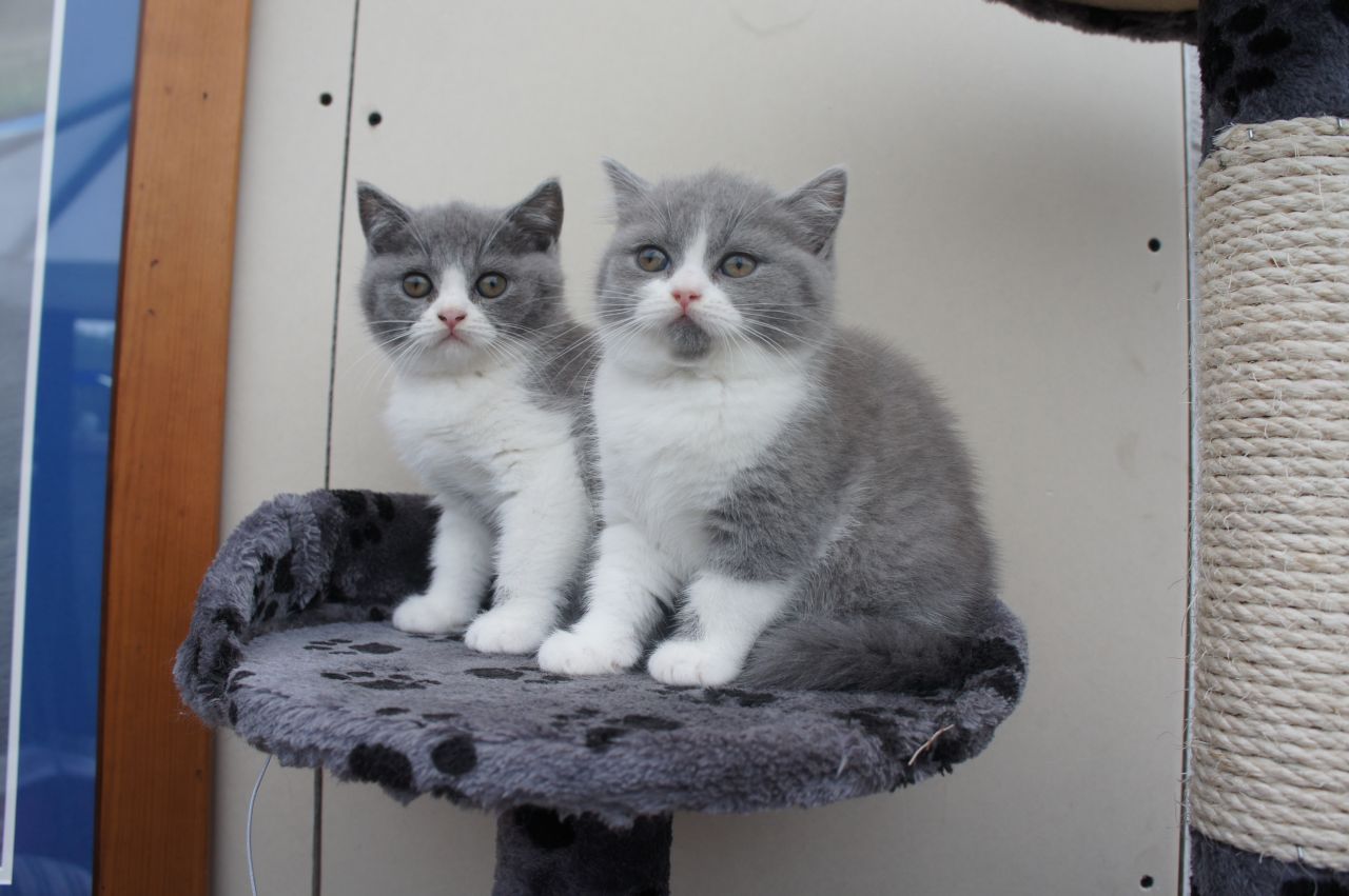 2 british shorthair kittens for free adoption