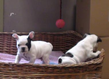 Bulldog Frances puppies ready to go to their new homes