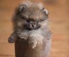 mini pup pomeranian for sale