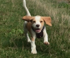 puppies beagle Male And Female Kennel Club 