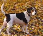 Beautiful beagle Male. Do not miss. This opportunity