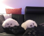 Selling Bichon Frise Puppy For Three Months Pedigree