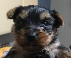 Yorkshire Terrier Yorky Puppies Miniatures