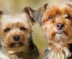 couple yorkshire terrier for sale