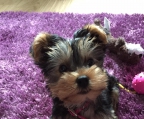 miniature yorkshire terrier, tiny