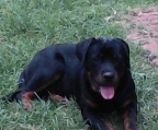 Rottweiler German Line The Most Beautiful