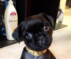 Puppies Pug 100% Pure Breed