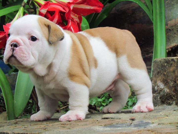 We have  English bulldog puppies from the finest bloodlines