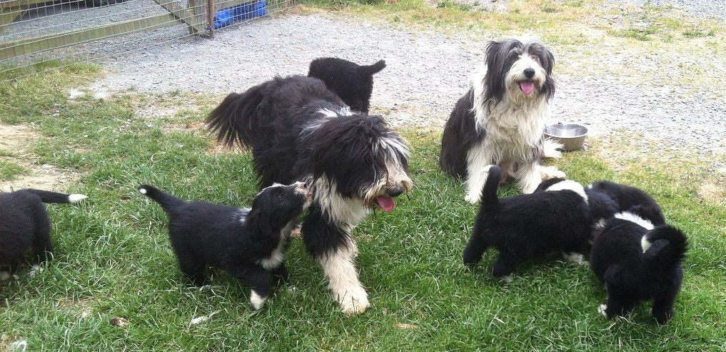 Bearded Collies Puppies for sale