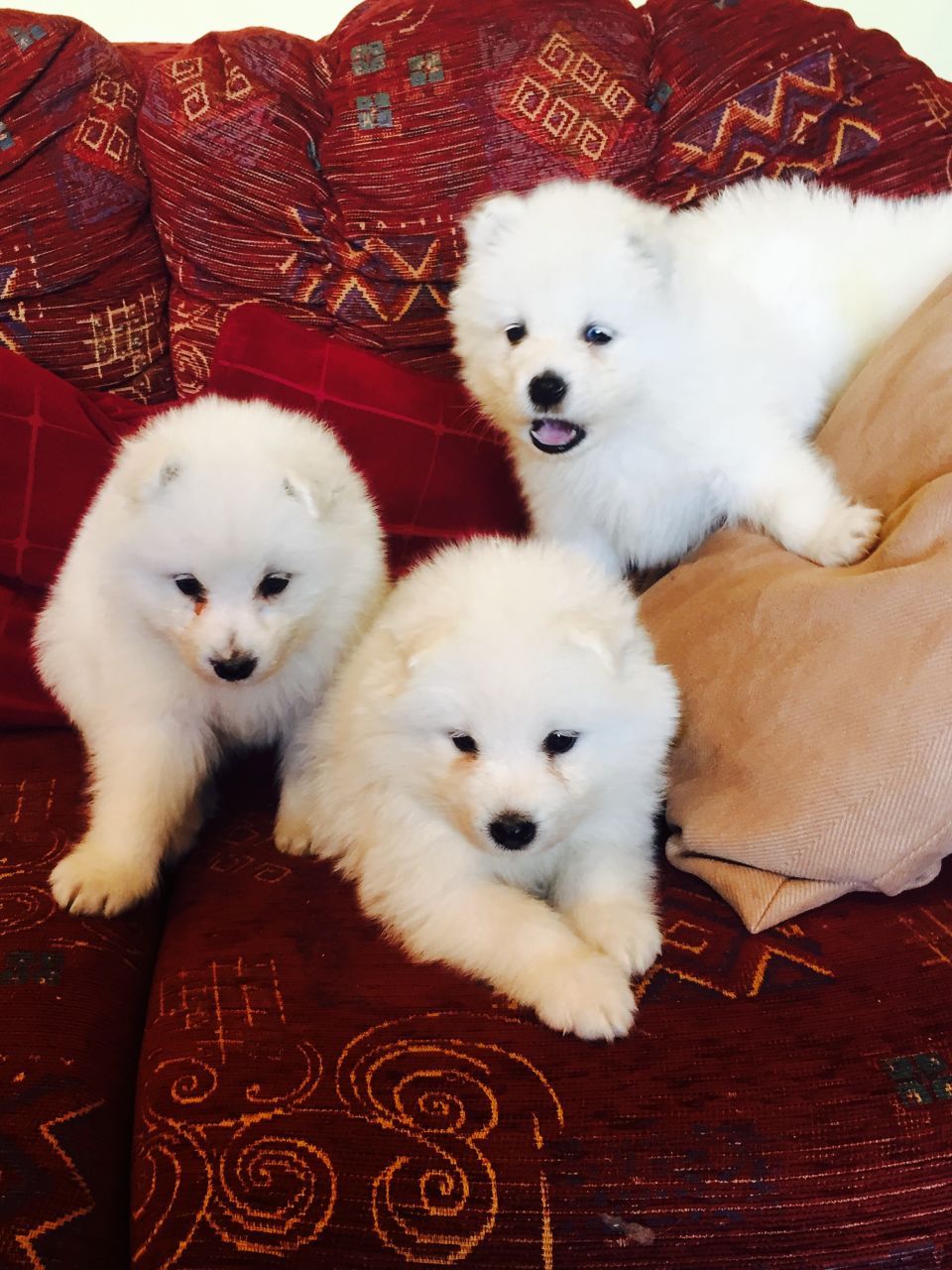 Samoyed Dogs Sale Ireland 21 Samoyed Puppies Buy Buy Samoyed Breeders Samoyed Dogs Breed Samoyed Dogs For Adoption