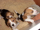 beagle tri colour puppies