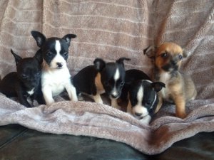  Chihuahua puppies  for sales