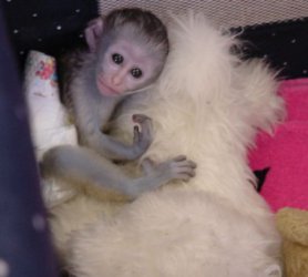 2Baby Capuchin Monkeys for Adoption 