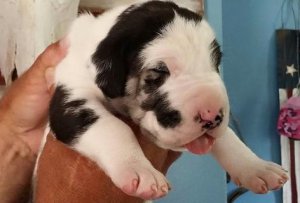 great dane puppies  for Adoption