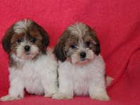 Shih tzu puppies for adoption