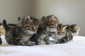 cute Siberian kittens ready for sale