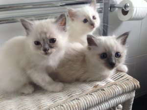 Outstanding Birman kittens 