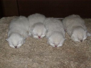 Himalayan Persian Kittens 