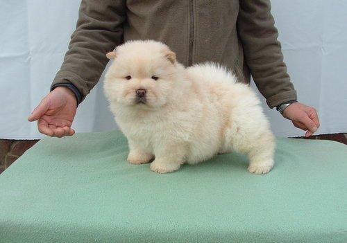 Chow Chow puppies ready to go to their new homes