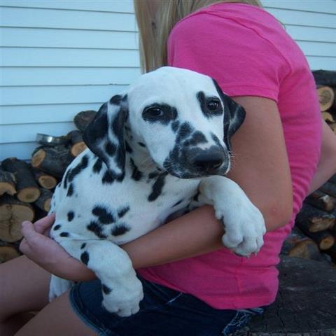 Mini, smooth Dalmatia pup available