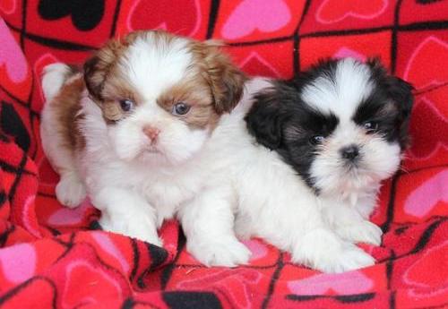 Good tempered shih tzu-i puppies for re-homing
