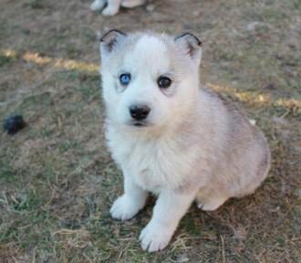 Siberian Husky Pups with blue eyes for sale !