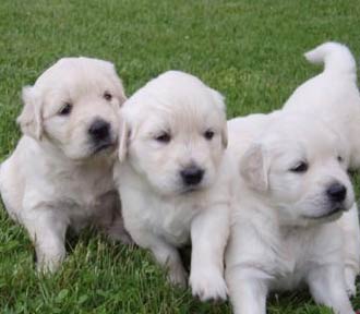 Golden Retriever Pups  Pure Bred