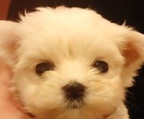 maltipoo pups for sale