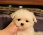 puppies teacup maltese, official breeder