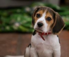 New litter puppies beagle