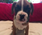 Boxer puppies for sale, we have pups