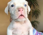 white puppy boxer for sale
