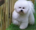 bichon frise puppy for sale