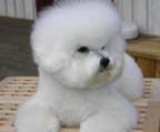 white bichon frise pup