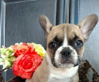 french bulldog pups for sale, all our puppies are registered