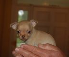 teacup chihuahua fawn male