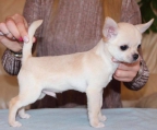 male short coat pup Chihuahua