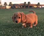 dachshund pups for sale, our dogs are very healthy
