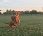mini dachshund for sale