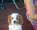Puppies for sale Cavalier