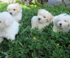 Puppies white 6 weeks breed Bichon frise
