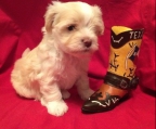 For sale Havanese, males and females