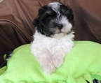 Pups Havanese for sale