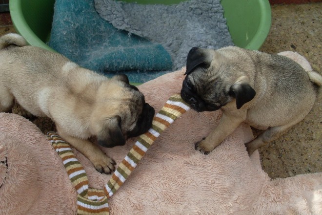Pug puppies ready to go to their new homes
