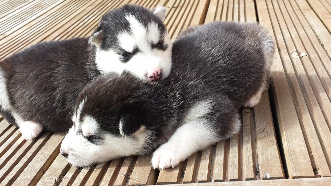 Siberian Husky  puppies ready to go to their new homes