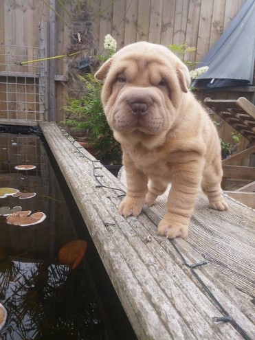 I have 5 beautiful shar pei pups for sale both male and female