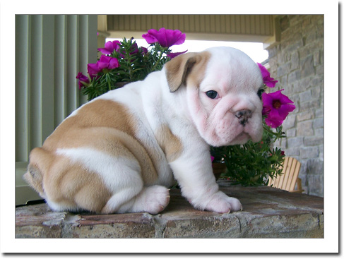 Akc English bulldog both male and female for sale and for good home
