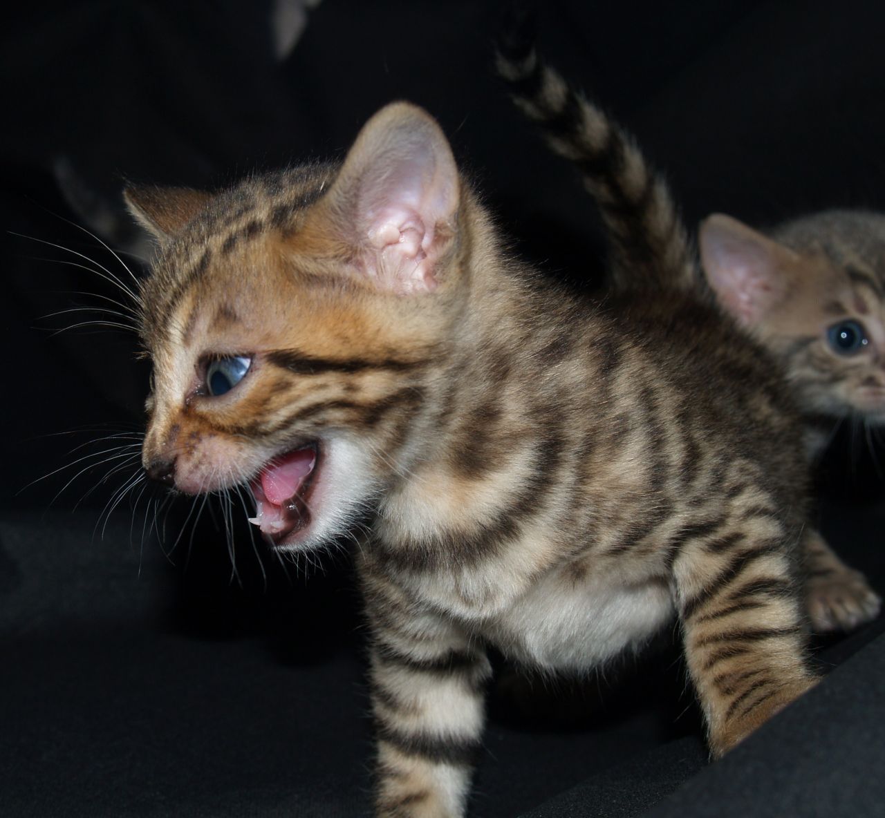  Beautiful Bengal Kittens 