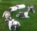 Puppies for sale French bulldog