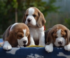 4 Puppies Beagle for sale